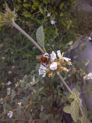 Melipona favosa