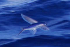 Cheilopogon melanurus