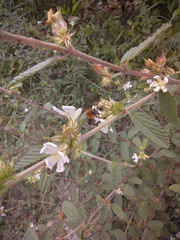 Melipona favosa
