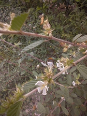 Melipona favosa