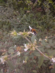 Melipona favosa