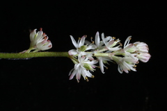 Triantha glutinosa