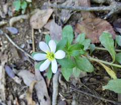Sabatia calycina