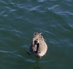 Branta canadensis