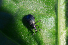 Perapion hydrolapathi