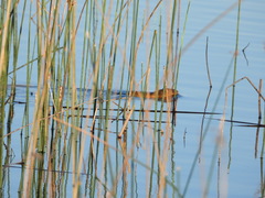 Holochilus brasiliensis