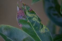 Phyllocnistis magnoliella