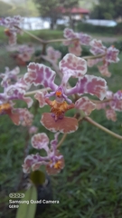 Trichocentrum andreanum