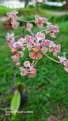Trichocentrum andreanum