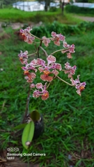 Trichocentrum andreanum