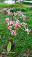 Trichocentrum andreanum