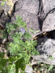 Phacelia rupestris