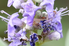 Thomisidae