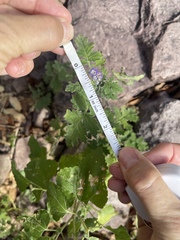 Phacelia rupestris