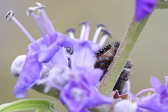 Phidippus