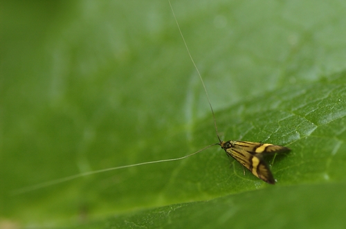 Yellow-barred Longhorn