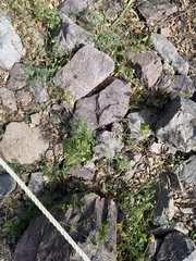 Phacelia rupestris