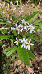 Olearia oppositifolia