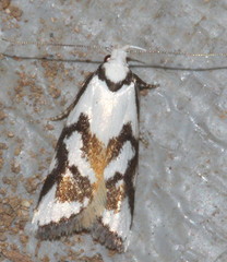 Cosmaresta anarrecta