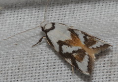 Cosmaresta anarrecta