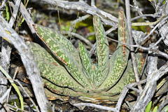 Gasteria disticha