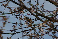 Sephanoides sephaniodes