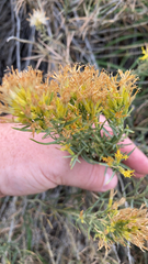 Chrysothamnus viscidiflorus