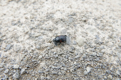 Hister quadrimaculatus