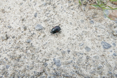 Hister quadrimaculatus