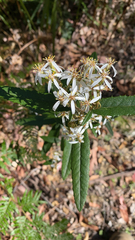 Olearia oppositifolia