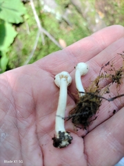Inocybe sindonia