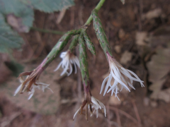Ainsliaea acerifolia