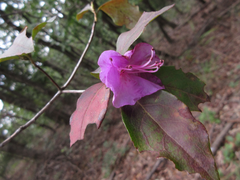 Rhododendron mucronulatum