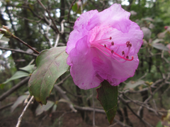 Rhododendron mucronulatum