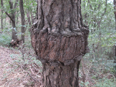 Cronartium orientale