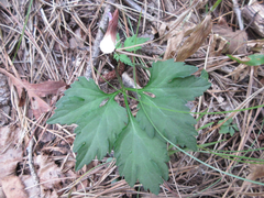 Viola chaerophylloides