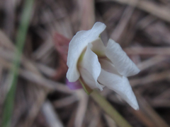 Viola chaerophylloides