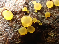 Orbilia xanthostigma