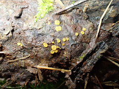 Orbilia xanthostigma