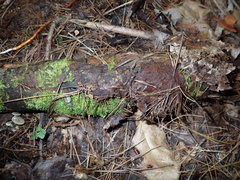 Orbilia xanthostigma