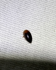 Hydrocanthus atripennis