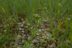 Galium tricornutum