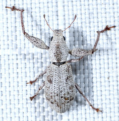 Pandeleteius nodifer