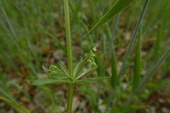 Galium tricornutum