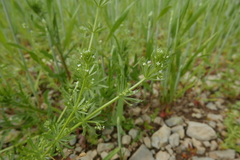Galium tricornutum