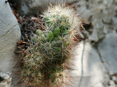 Mammillaria prolifera
