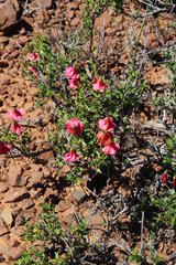 Hermannia grandiflora