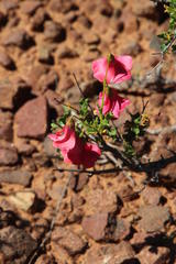 Hermannia grandiflora