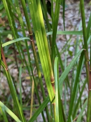 Poaceae