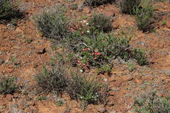 Hermannia grandiflora